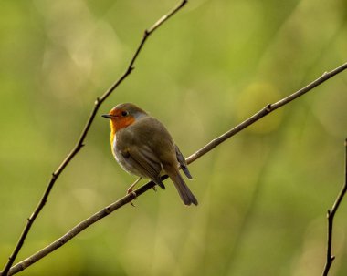 Arka planda bulanık bir ağaç dalındaki Robin Bird 'ün yakın plan fotoğrafı.