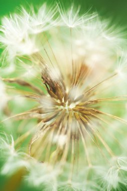A macro shot of a white fluffy dandelion