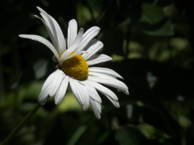 Beyaz bir öküz gözü papatyasının seçici odak noktası.