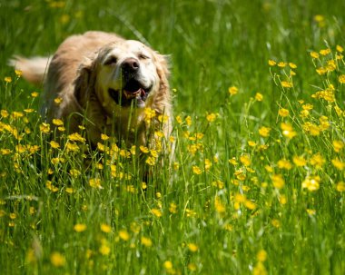 Düğünçiçeği tarlasında oynayan mutlu bir köpek