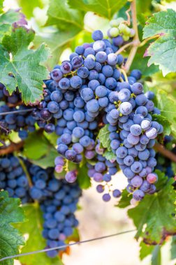 Asmadan sarkan olgun üzümlerin seçici odak noktası.