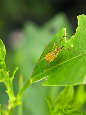 Yeşil yapraklı vaşak örümceğinin dikey yakın çekimi, bulanık arkaplan