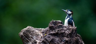 Ağacın dalındaki benekli ağaçkakanın güzel manzarası.