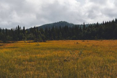 Ufukta dramatik bir gökyüzü olan Toten, Norveç 'te ağaçları olan kahverengi bir çim tarlası.