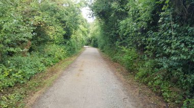 Ormanda sessiz bir patika ve arkasında küçük bir tavşan var.