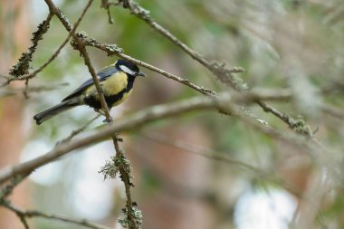 A closeup of a great tit on a tree branch