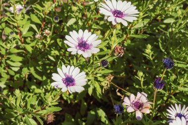 Güneşli bir günde bir bahçede renkli Afrika papatyaları (Osteospermum)