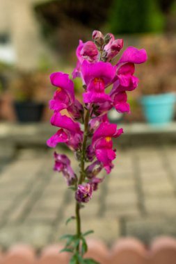 Bahçedeki pembe büyük aslanağzı (Antirrhinum majus) çiçeklerinin dikey yakın çekimi