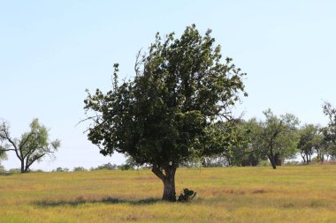 Otlağın ortasındaki ağaç resmi