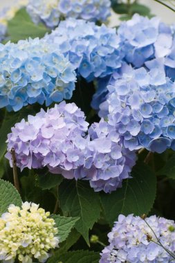 Yumuşak, bulanık bir arkaplanda güzel mor ortanca çiçeklerinin yakın plan çekimi.