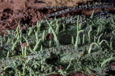 Kayalık yüzeyde yeşil Cladonia Lichen 'in makro görüntüsü.