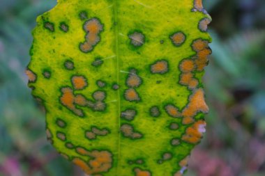 Çürüyen yeşil kahverengi yaprağın yakın plan çekimi.