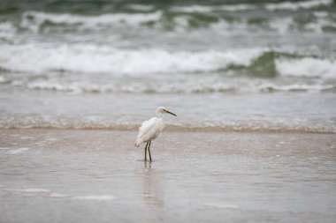 Sahildeki büyük balıkçıl (Ardea alba)