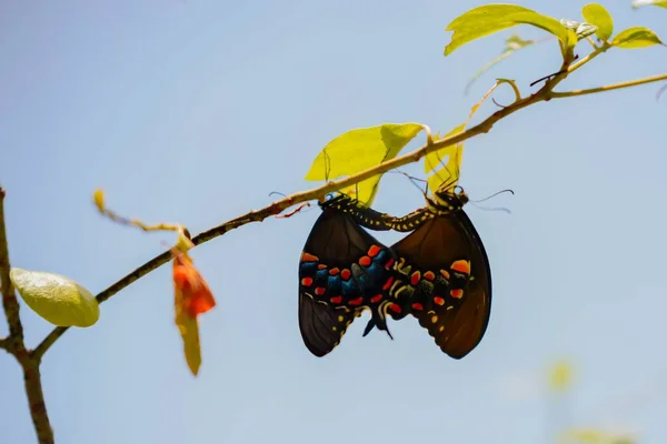 Swallowtail Butterflies Perching Tree Branch — Stock Photo, Image