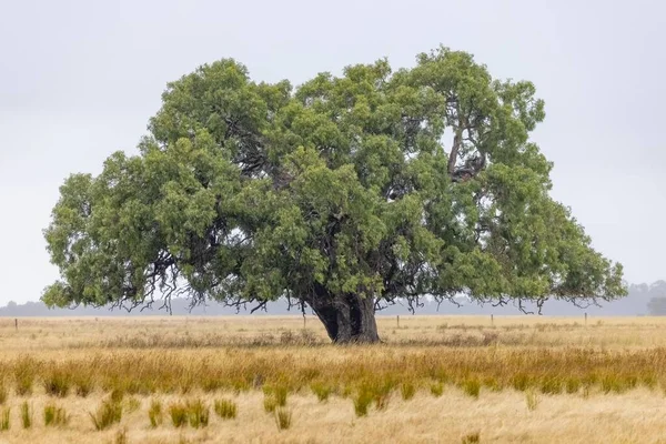 Bujne Drzewo Australijskiej Farmie Suchej Trawie Niższymi Gałęziami Jedzonymi Przez — Zdjęcie stockowe