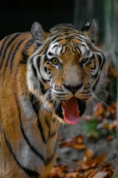 Close Vertical Tigre Bonito Fazendo Uma Expressão Boba Com Língua — Fotografia de Stock