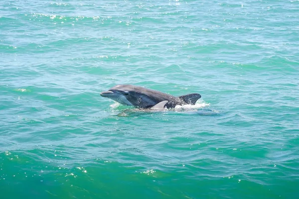 Golfinho Bonito Delphinus Nadando Nas Ondas Azuis Mar Aberto — Fotografia de Stock