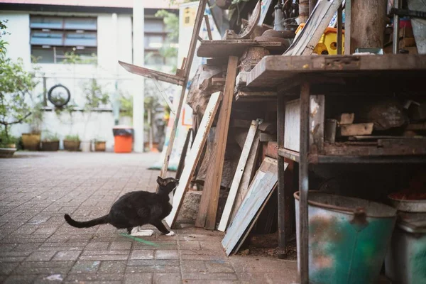 Eine Katze Die Bereit Ist Auf Einen Werkstatttisch Springen — Stockfoto