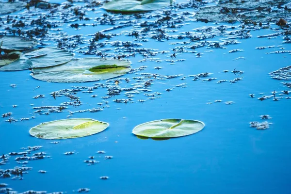 Primer Plano Estanque Agua Con Almohadillas Lirio Verde Humedales Pantanos — Foto de Stock