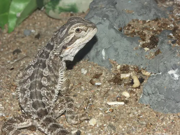 Detailed Closeup Inland Bearded Dragon Lizard Pogona Vitticeps Terrarium — Stock Photo, Image