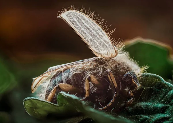 Bulanık Arka Planda Yeşil Bir Yaprak Üzerinde Haziran Böceğinin Makro — Stok fotoğraf