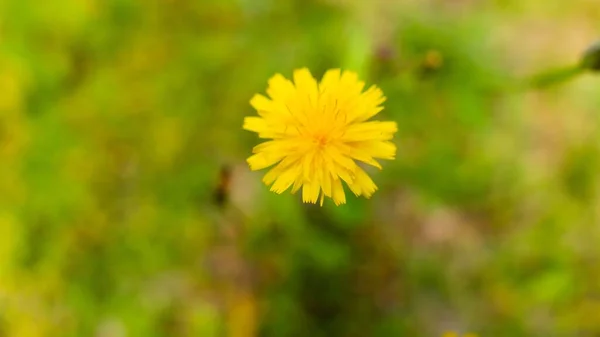 Bulanık Arkaplanda Sarı Bir Karahindiba Çiçeğinin Yakın Plan Çekimi — Stok fotoğraf