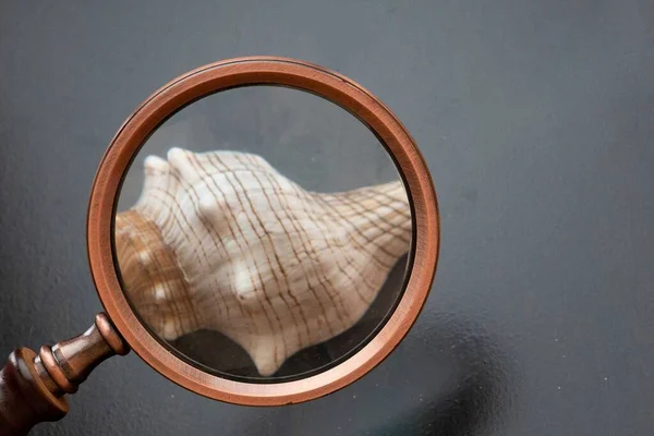 Närbild Ett Förstoringsglas Som Inspekterar Ett Havsskal — Stockfoto