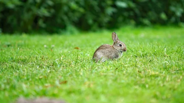 Bahçedeki Çimlerin Üzerinde Oturan Sevimli Tüylü Bir Tavşan — Stok fotoğraf