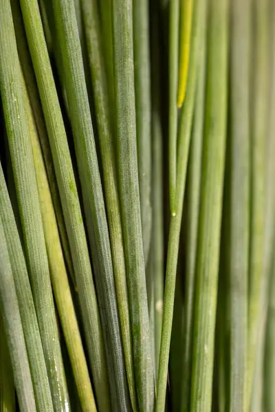 Vertikální Detailní Záběr Čerstvé Zelené Cibule — Stock fotografie