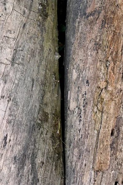 Вертикальний Знімок Кори Тріщин Дерев — стокове фото