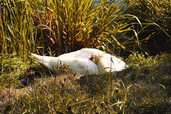 Nærbillede Hvid Svane Liggende Grønt Græs Falkirk Skotland - Stock-foto