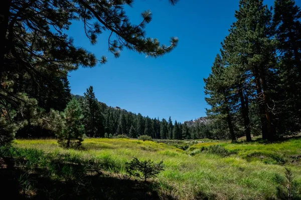 Kaliforniya Abd Güzel Bir Ormanın Havadan Manzarası — Stok fotoğraf