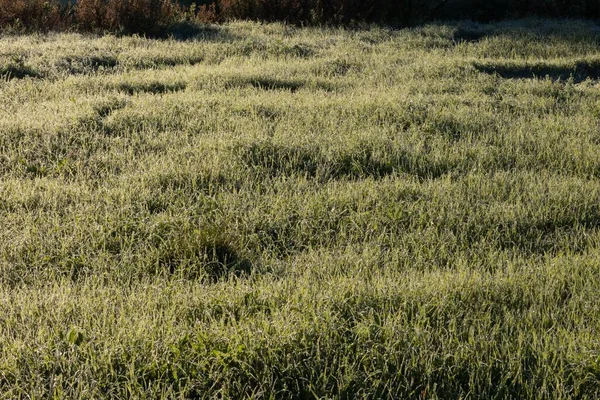 Grasveld Met Ochtenddauw Rijzende Zon — Stockfoto