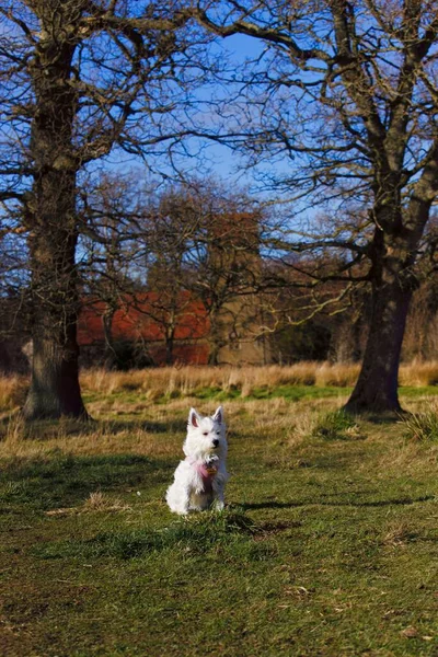 Cão Terrier Branco Planalto Ocidental Que Senta Grama Parque — Fotografia de Stock