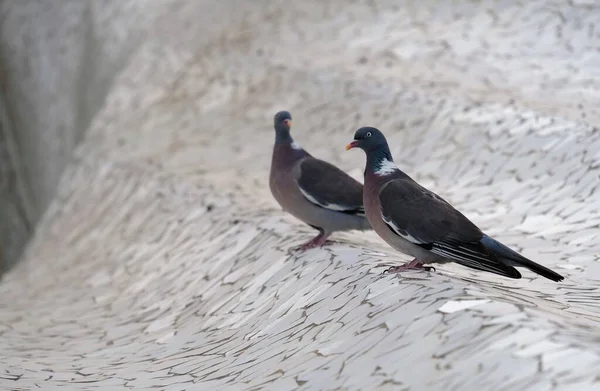 Großaufnahme Zweier Tauben Die Auf Einem Stein Hocken — Stockfoto