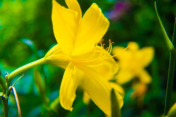 노란색 꽃봉오리 — 스톡 사진