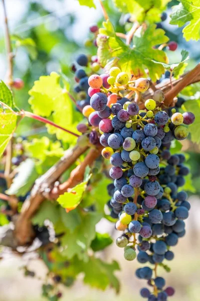 Selective Focus Shot Ripe Grapes Hanging Vine — Stock Photo, Image