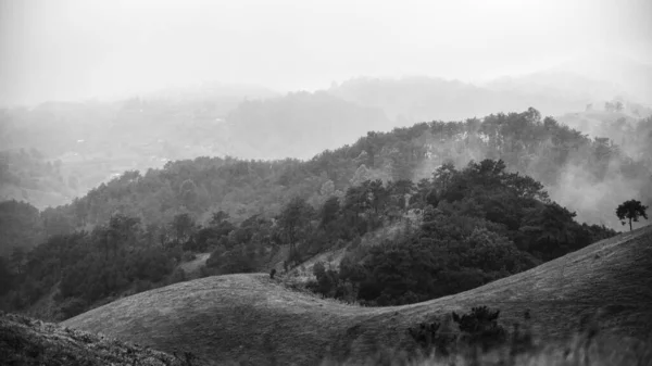 Grayscale Shot Forested Hills Foggy Morning — Stock Photo, Image