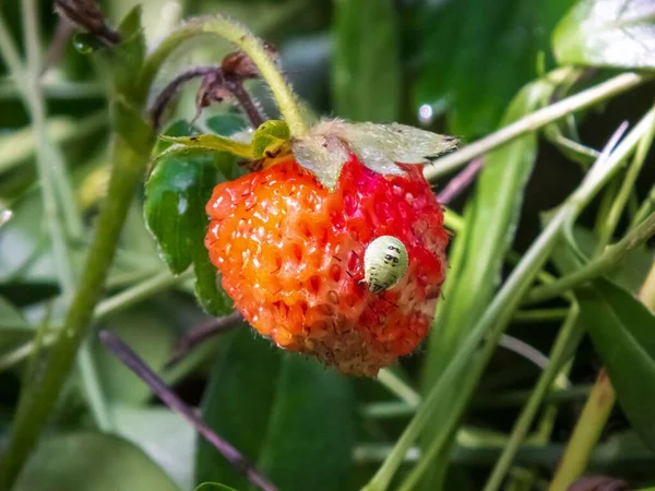 Selective Focus Shot Fruit Strawberry Plant — Stock Photo, Image