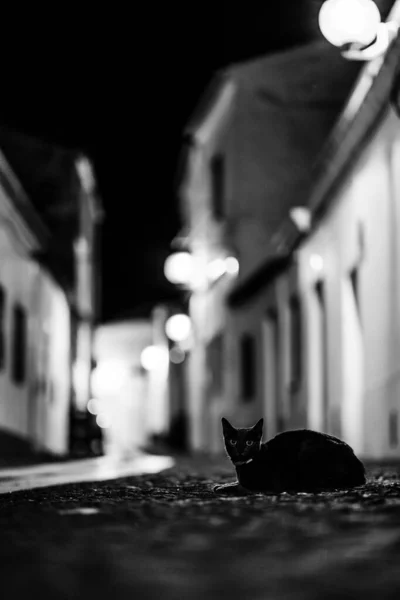 一只猫夜间坐在街上的灰白色照片 — 图库照片