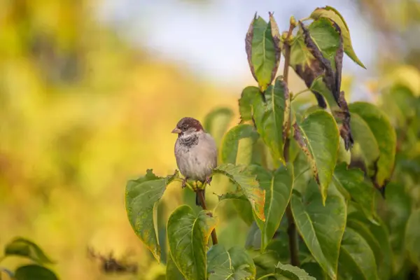 在一个温暖的秋日下午 一只小麻雀栖息在一棵树的小枝上 — 图库照片