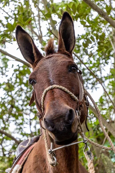 A fun portrait of a Mule donkey head looking under green tree eaves