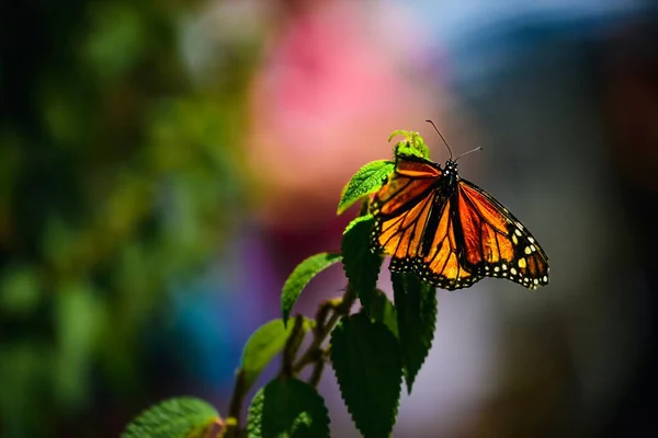 Skadad Monark Fjäril Sittande Blomma Isolerad Suddig Bakgrund — Stockfoto