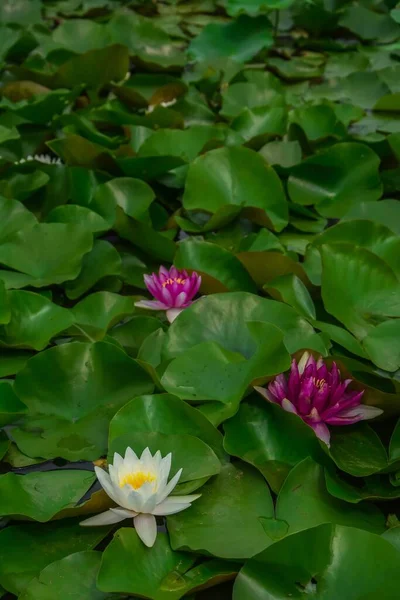 Vertical Shot Lotus Flowers Pond — Stock Photo, Image
