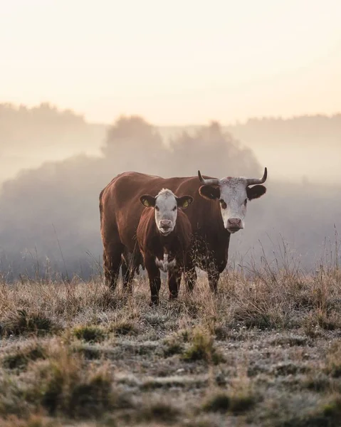 霧の多い日に田舎の畑に2頭の牛 — ストック写真