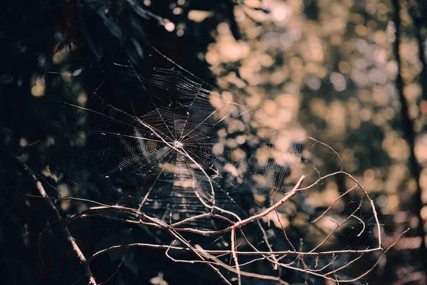 Une Toile Araignée Sur Les Branches Des Arbres — Photo