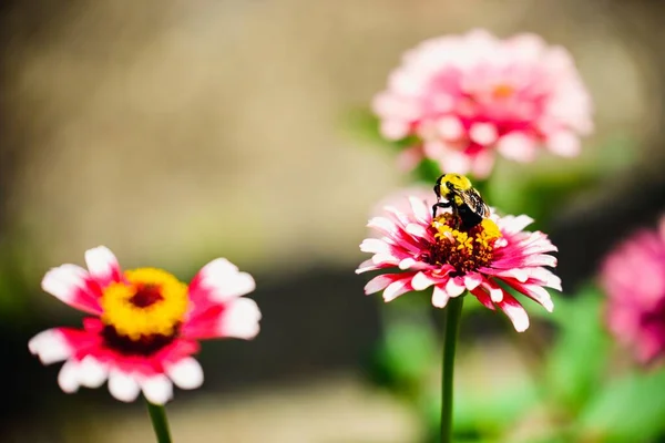 Egy Közelkép Méhekről Amint Nektárt Szürcsölnek Rózsaszín Virágból — Stock Fotó