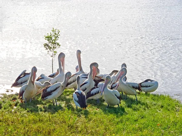 Rebanho Pelicanos Perto Cairns Queensland Austrália — Fotografia de Stock