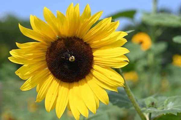 Detailní Záběr Včely Opylující Slunečnici Jaře — Stock fotografie