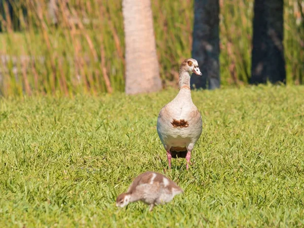 Egyptian Goose Gosling Alopochen Aegyptiaca Sunny Day Florida Everglades United — Stock fotografie